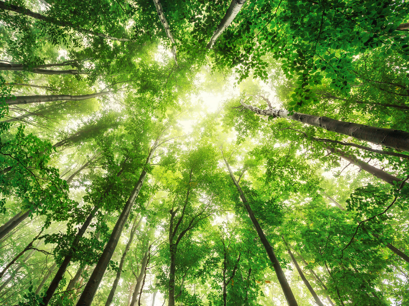 Banner_CFP_800x600