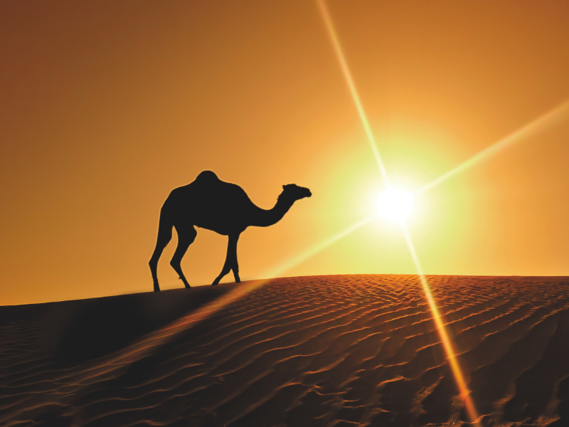 Banner_Sunconnect_800x600
